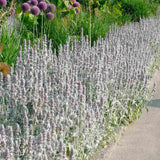Urechea Mielului Silver Carpet,  frunze catifelate argintii covor decorativ gradina