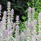 Urechea Mielului Silver Carpet,  frunze catifelate argintii covor decorativ gradina
