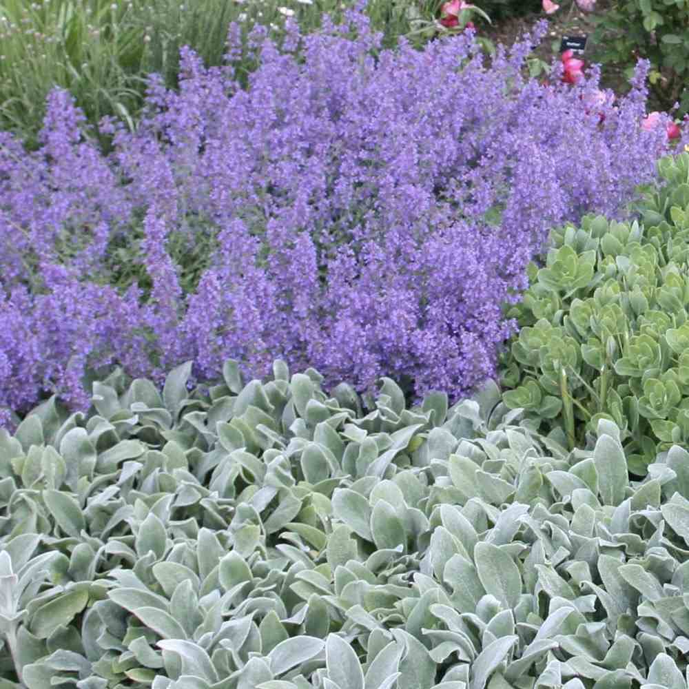 Urechea Mielului Silver Carpet,  frunze catifelate argintii covor decorativ gradina
