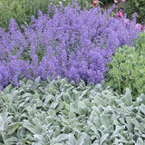 Urechea Mielului Silver Carpet,  frunze catifelate argintii covor decorativ gradina