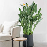Pasarea Paradisului Strelitzia Reginae, planta exotica mare cu frunze uriase tropicale decorative pentru interior - 60 cm