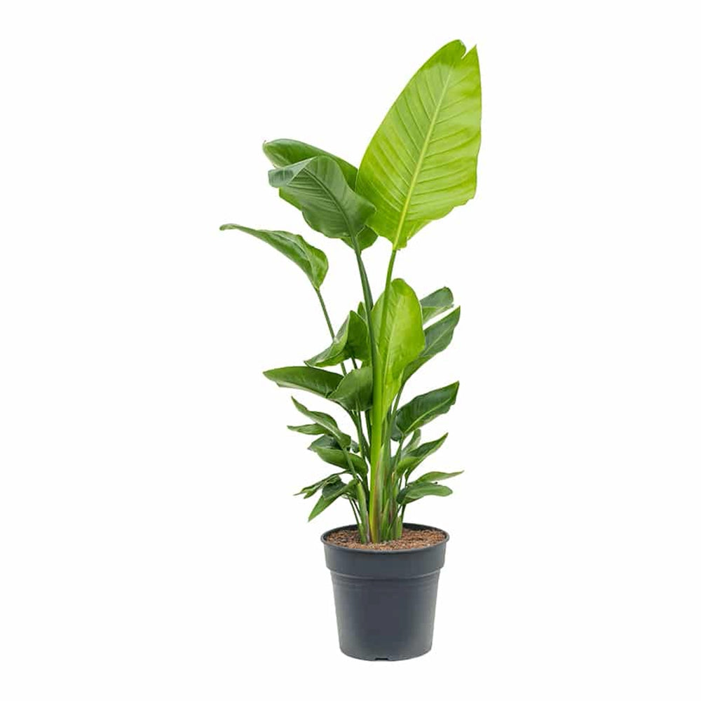 Pasarea Paradisului Strelitzia Nicolai - 210 cm