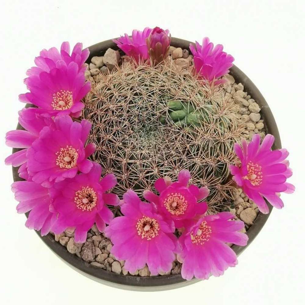 Cactus pitic (Sulcorebutia steinbachii), planta de interior rara, flori spectaculoase, ingrijire usoara