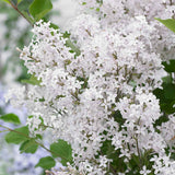 Liliac (Syringa) Copac Flowerfesta White, flori albe parfumate, rezistent la ger
