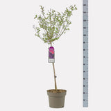 Liliac (Syringa) Copac Bloomerang Dark Purple, cu flori violet intens, inflorire lunga si repetata