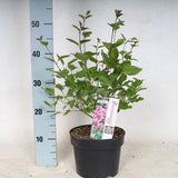 Liliac Pitic roz Flowerfesta Pink (Syringa), arbust compact decorativ cu flori roz, parfumat, ideal pentru gradini mici sau ghiveci