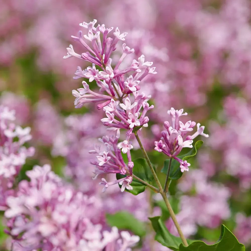 Люляк (Syringa) дърво Palibin, двоен цъфтеж розово-лилав, интензивен аромат, декоративен, за саксия или малка градина