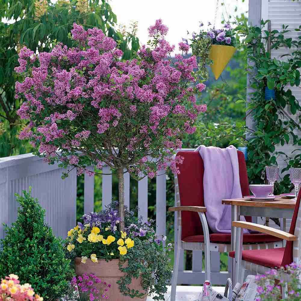 Люляк (Syringa) дърво Palibin, двоен цъфтеж розово-лилав, интензивен аромат, декоративен, за саксия или малка градина