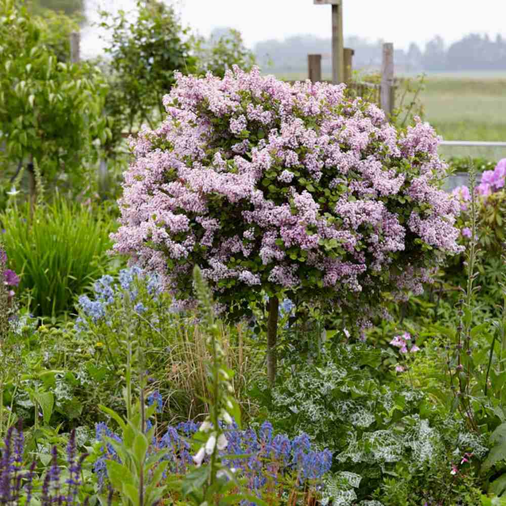 Люляк (Syringa) дърво Palibin, двоен цъфтеж розово-лилав, интензивен аромат, декоративен, за саксия или малка градина