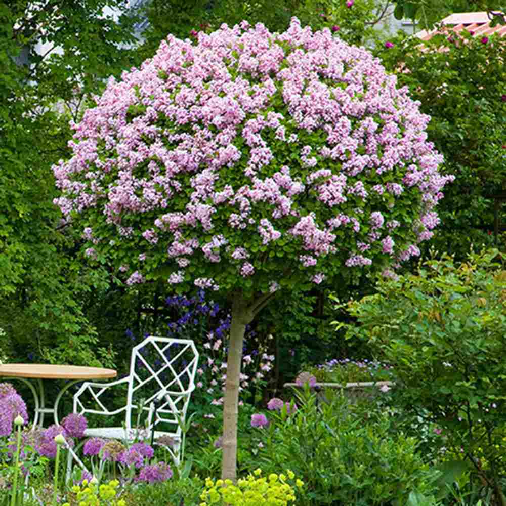 Liliac (Syringa) Copac Palibin, inflorire dubla roz-liliachiu, parfum intens, decorativ, ghiveci sau gradina mica