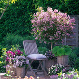 Люляк (Syringa) дърво Palibin, двоен цъфтеж розово-лилав, интензивен аромат, декоративен, за саксия или малка градина