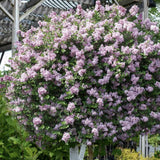 Liliac (Syringa) Copac Palibin, inflorire dubla roz-liliachiu, parfum intens, decorativ, ghiveci sau gradina mica