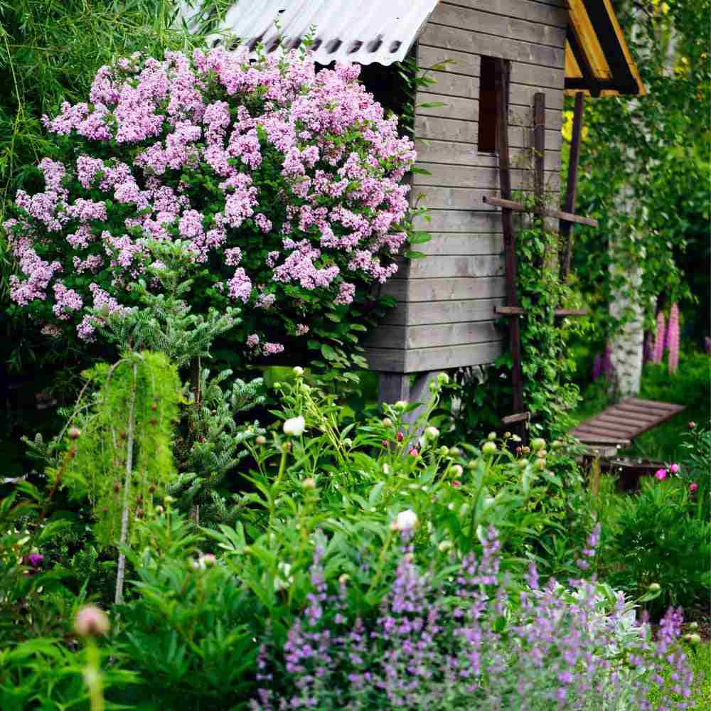 Люляк (Syringa) дърво Palibin, двоен цъфтеж розово-лилав, интензивен аромат, декоративен, за саксия или малка градина