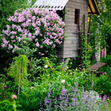 Люляк (Syringa) дърво Palibin, двоен цъфтеж розово-лилав, интензивен аромат, декоративен, за саксия или малка градина