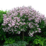 Люляк (Syringa) дърво Palibin, двоен цъфтеж розово-лилав, интензивен аромат, декоративен, за саксия или малка градина
