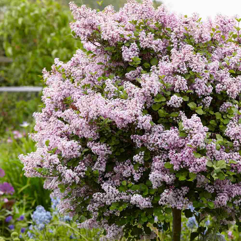 Люляк (Syringa) дърво Palibin, двоен цъфтеж розово-лилав, интензивен аромат, декоративен, за саксия или малка градина