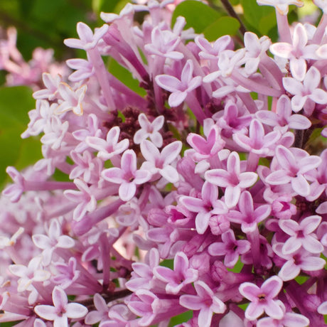 Люляк (Syringa) дърво Palibin, двоен цъфтеж розово-лилав, интензивен аромат, декоративен, за саксия или малка градина