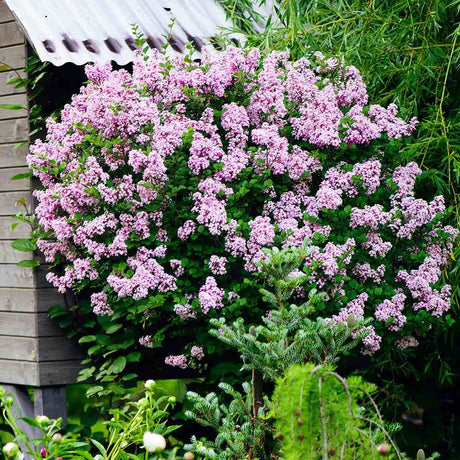 Black Friday - Reduceri Liliac (Syringa) Copac Palibin, cu Flori mov-deschis Promotie