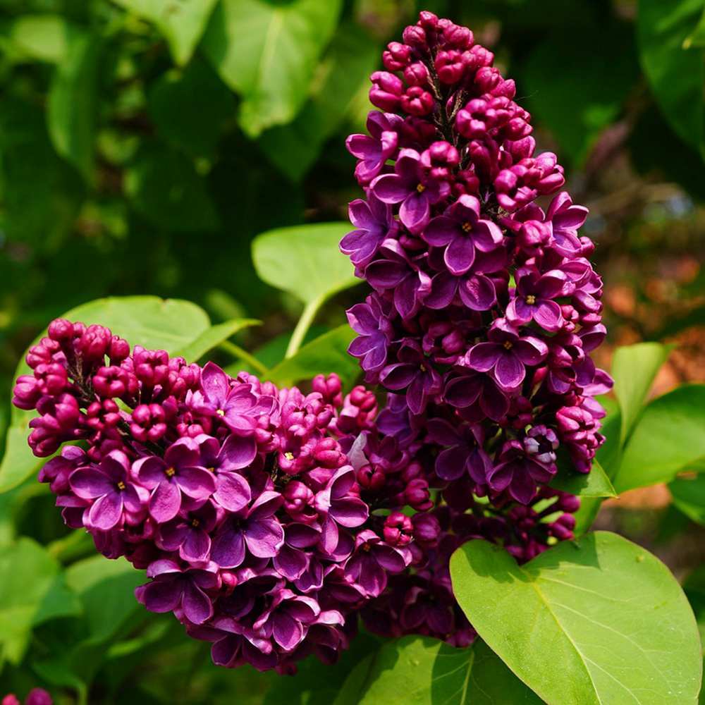 Liliac Nobil Charles Joly (Syringa), arbust decorativ cu flori purpurii duble parfumate, crestere rapida, iubitor de soare