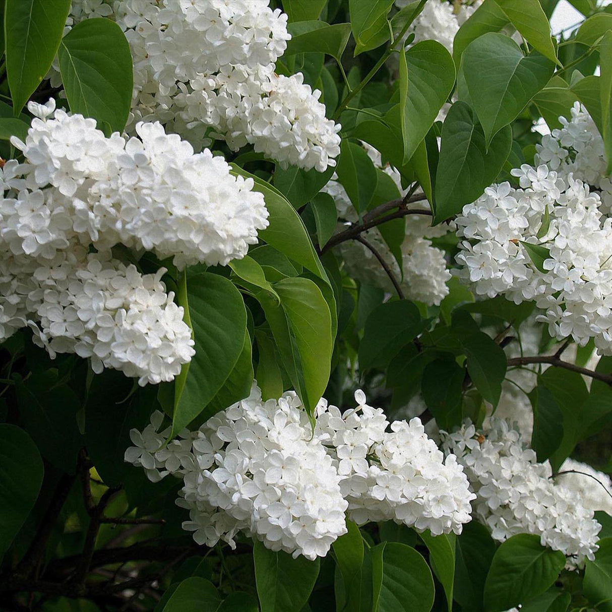 Liliac Mme Lemoine