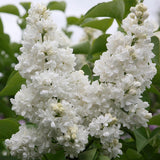 Liliac Mme Lemoine
