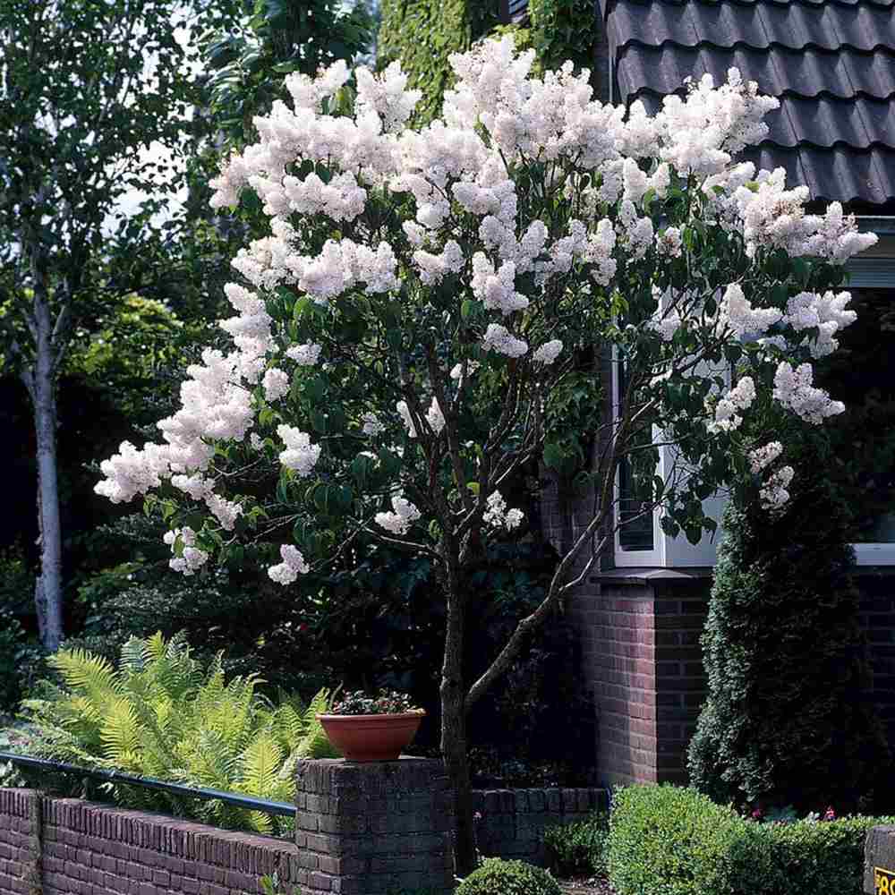 Liliac (Syringa) Copac Flowerfesta White, flori albe parfumate, rezistent la ger