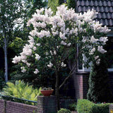 Liliac (Syringa) Copac Flowerfesta White, flori albe parfumate, rezistent la ger