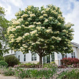 Liliac (Syringa) Copac Flowerfesta White, flori albe parfumate, rezistent la ger