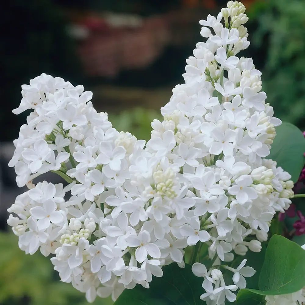 Liliac (Syringa) Copac Flowerfesta White, flori albe parfumate, rezistent la ger