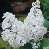 Liliac (Syringa) Copac Flowerfesta White, flori albe parfumate, rezistent la ger