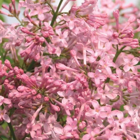 Люляк 'California Rose' – ранен цъфтеж с деликатно розови, силно ароматни цветове
