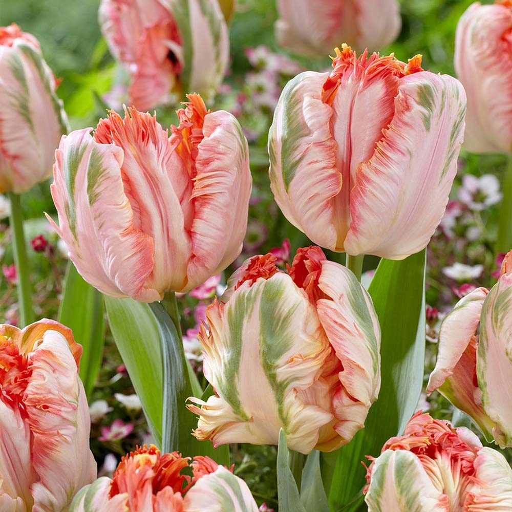 Bulbi Lalele Apricot Parrot, set de 7 bulbi cu flori piersica roz-galben, duble, parfumate, rezistenti la frig
