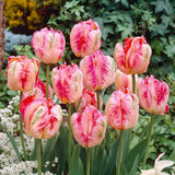 Bulbi Lalele Apricot Parrot, set de 7 bulbi cu flori piersica roz-galben, duble, parfumate, rezistenti la frig