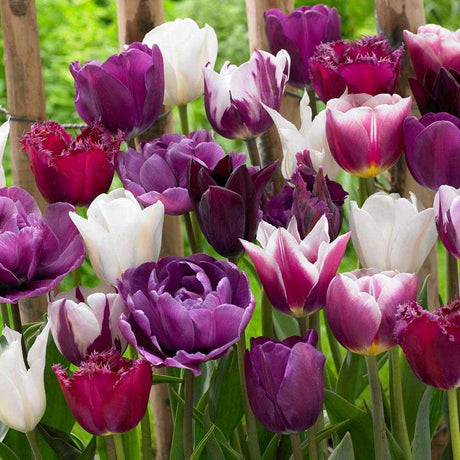 Bulbi Lalele Blueberry Mix, set de 12 bulbi cu flori mov-violet, inflorire aprilie, rezistenti la frig