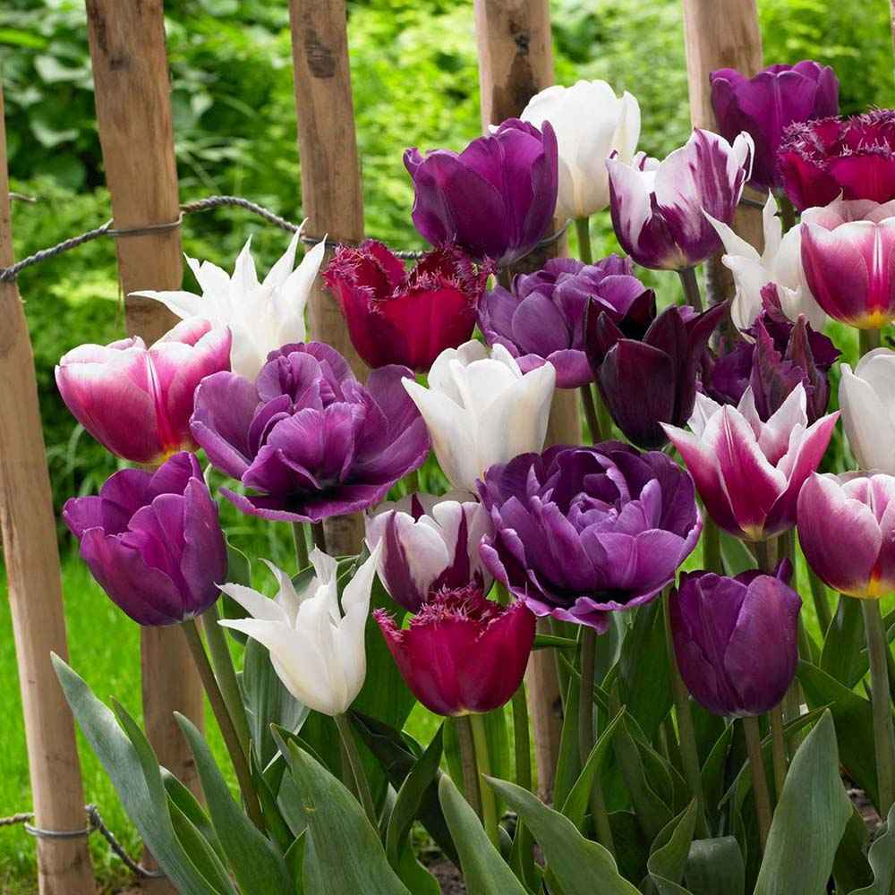 Bulbi Lalele Blueberry Mix, set de 12 bulbi cu flori mov-violet, inflorire aprilie, rezistenti la frig