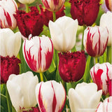 Bulbi Lalele Dutch Design Mix, set de 15 bulbi cu flori alb-rosu, inflorire aprilie, rezistenti la frig