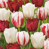 Bulbi Lalele Dutch Design Mix, set de 15 bulbi cu flori alb-rosu, inflorire aprilie, rezistenti la frig
