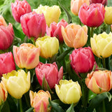 Bulbi Lalele Symbiose Mix, set de 7 buc cu flori roz-fuchsia, piersic si galben, inflorire aprilie, rezistent la frig