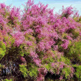 Catina Rosie (Tamarix Ramosissima) Rubra