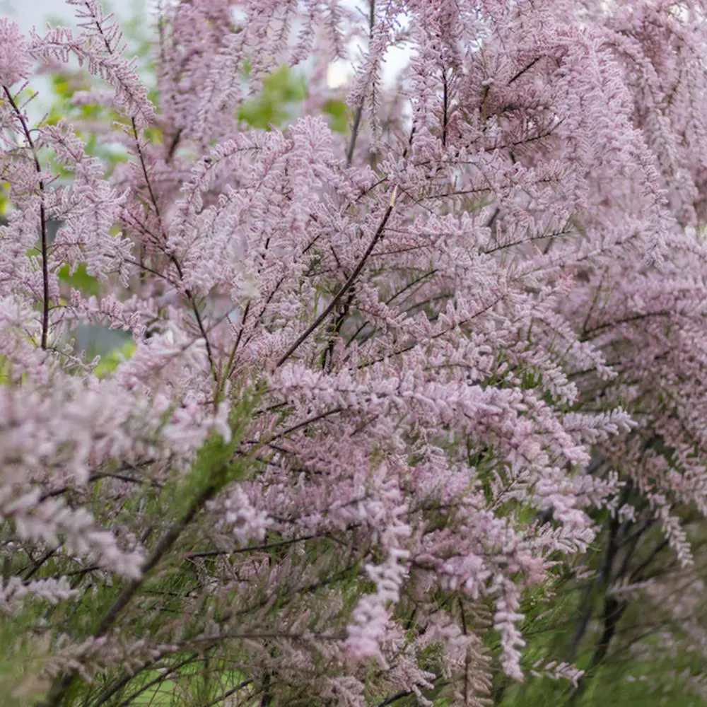 Розова тамарикса (Tamarix Tetrandra) Pink Cascade, декоративен храст, устойчив на суша и студ