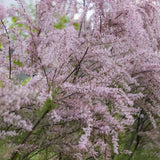 Розова тамарикса (Tamarix Tetrandra) Pink Cascade, декоративен храст, устойчив на суша и студ