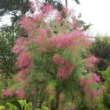 Catina Rosie (Tamarix Tetrandra) Rubra, decorativa cu flori roz-rosiatii, rezistenta la seceta si frig, iubitoare de soare, crestere rapida