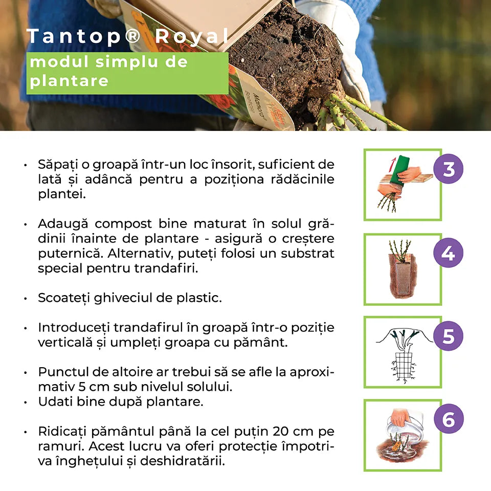 Trandafir Catarator rosu-violet Deep Love, inflorire repetata