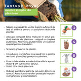 Trandafir Catarator rosu-violet Deep Love, inflorire repetata