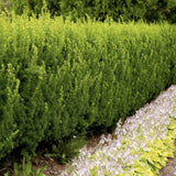 Tisa Ornamentala Hicksii (Taxus Baccata) vesnic verde, ideala pentru gard viu, bobite rosii, planta peisajistica