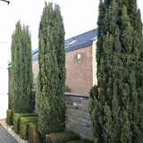 Тис Robusta (Taxus baccata) – елегантен колонен иглолистен за жив плет или солитер