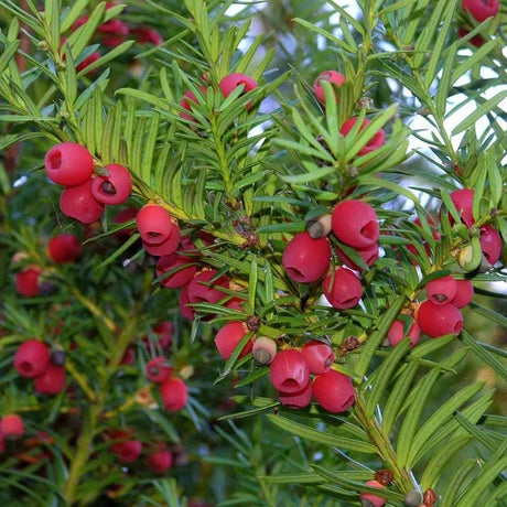 Тис Robusta (Taxus baccata) – елегантен колонен иглолистен за жив плет или солитер