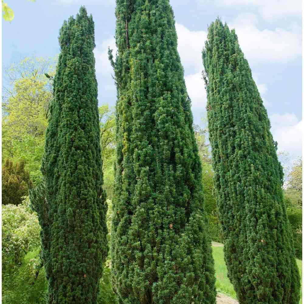Тис Robusta (Taxus baccata) – елегантен колонен иглолистен за жив плет или солитер