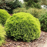 Туя сферична Mirjam, иглолистно растение със жълто-зелени листа, кръгла форма, подходяща за начинаещи