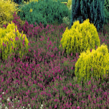 Tuia pitica auriu Aurea Nana (Arborele Vietii)